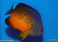 Centropyge ferrugatus