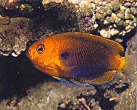 entropyge fisheri