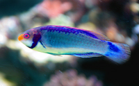 cirrhilabrus solorensis