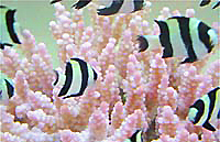 Dascyllus melanurus