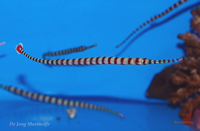 Doryrhamphus dactyliophorus