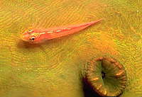 Eviota pellucida
