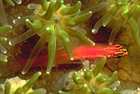 Eviota sp.