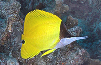 Forcipiger flavissimus