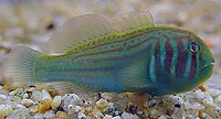 Gobiodon histrio 
