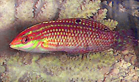 Halichoeres ornatissimus 