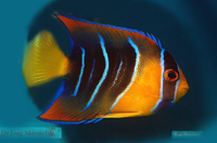 Holacanthus ciliaris juvenile