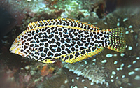 Macropharyngodon meleagris 