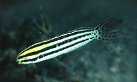 Meiacanthus grammistes