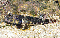 Neoshynchiropus ocellatus