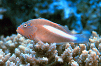 Paracirrhites arcuatus