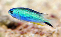 Pomacentrus alleni 