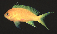 Pseudanthias pleurotaenia 