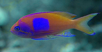 Pseudanthias pleurotaenia