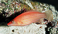 Pseudocheilinus octotaenia