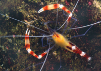 Stenopus cyanoscelis 