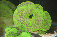 Stichodactyla haddoni colored