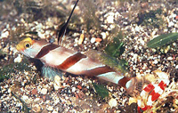 Stonogobiops nematodes