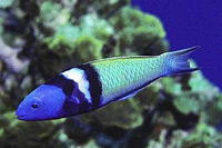 Thalasoma bifaciatum