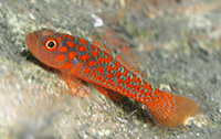 Trimma annosum