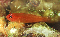 Trimma benjamini