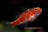 Trimma rubromaculatum