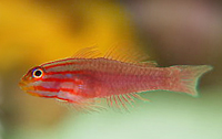 Trimma striata