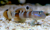 Valenciennea wardii 