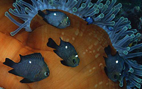 Dascyllus trimaculatus