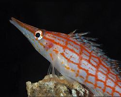 oxycirrhites