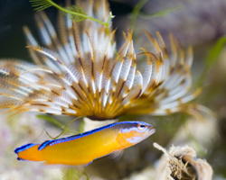 Pseudochromis aldabraensis