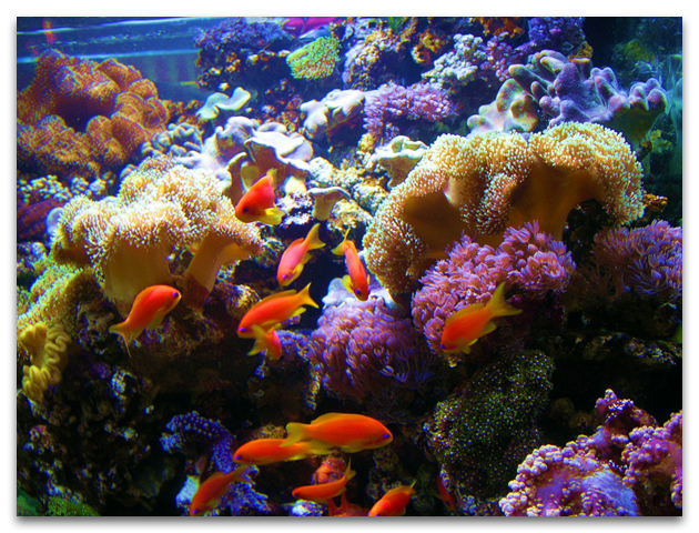 Aquarium récifal