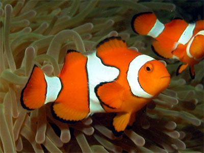 ocellaris