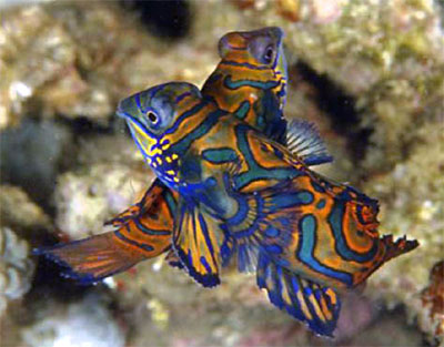 pteroshynchiropus
