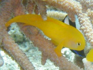 gobiodon