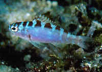 poisson marin