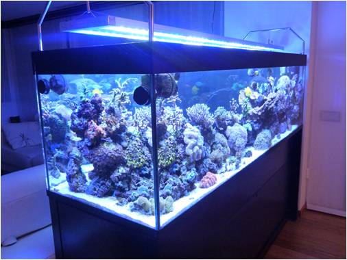 led Prosoligth