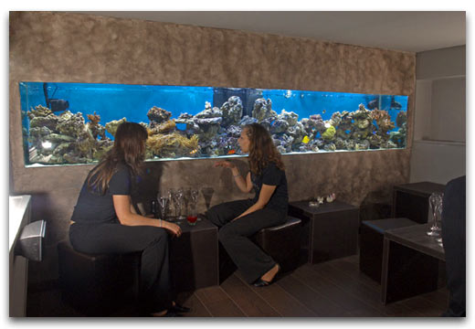 L'aquarium de plus de 4 métres de long