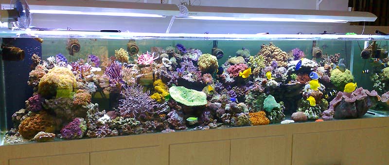 Aquarium à Dubaii