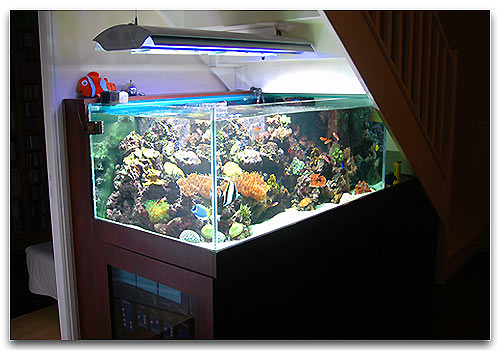 Un aquarium récifal sous un escalier! C'est l'aquarium de Francky