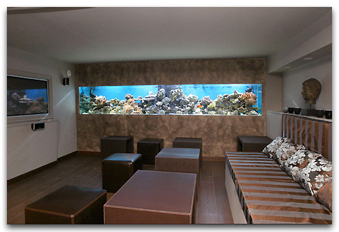 L'aquarium du 112 Carats