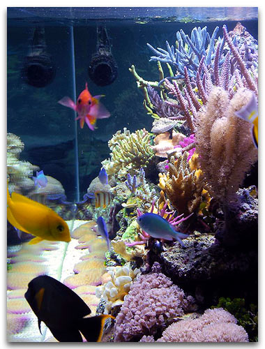 La vue de profil de l'aquarium