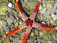 Fromia monilis