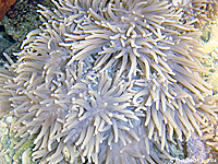 Heteractis crispa