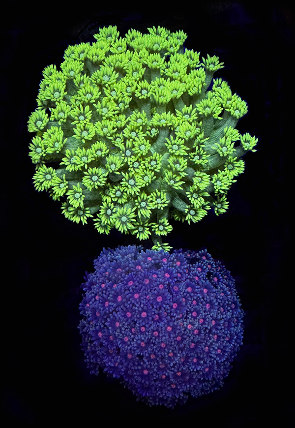 Goniopora et alveopora
