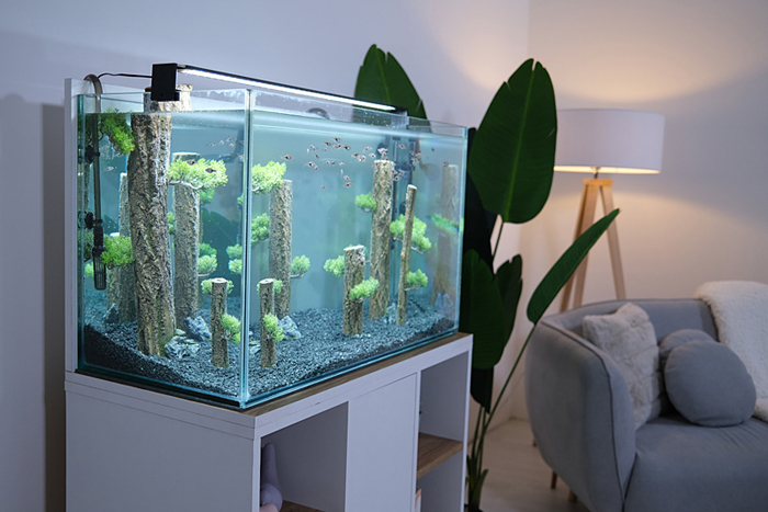 Aquarium Idroma
