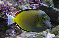 Acanthurus japonicus 
