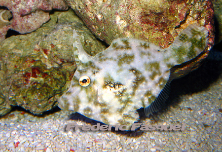 Acreichthys