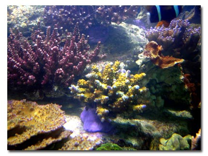 refection de l'aquarium SONY