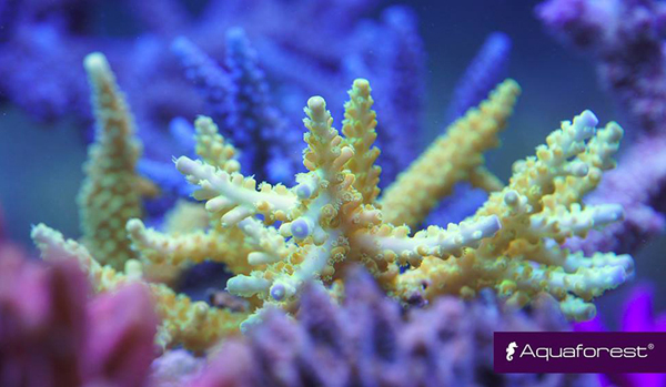 Acropora jaune made in aquaforest